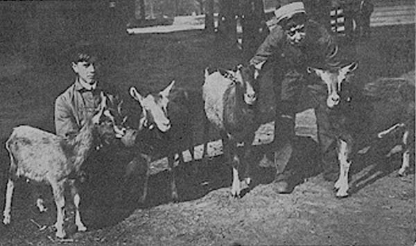 wnj the boy breeder with milkig goats